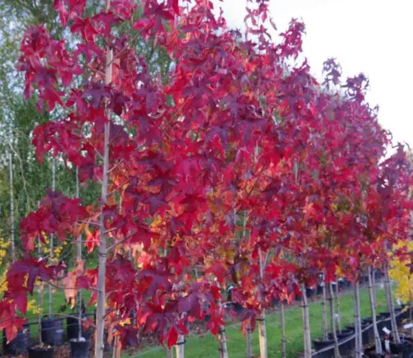 Liquidambar styraciflua 'Aurora'