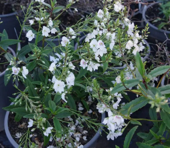 Parahebe 'Avalanche'