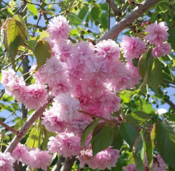 Prunus 'Kiku-shidare Sakura' 180 std
