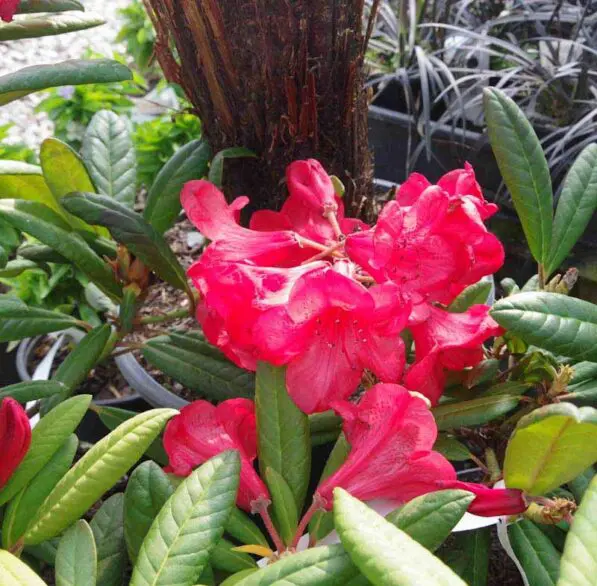 Rhododendron 'Ostbo Red Elizabeth'