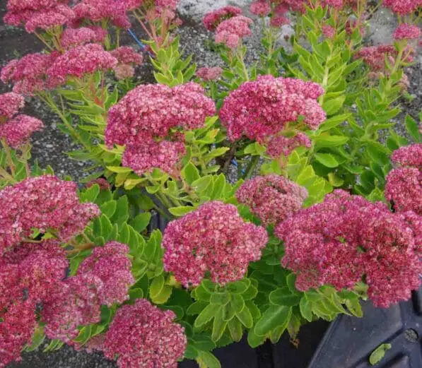 Sedum 'Autumn Joy'