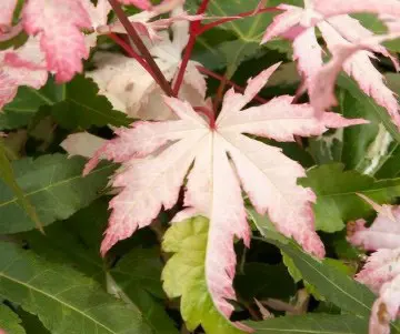Acer palmatum 'Asahi-Zuru'