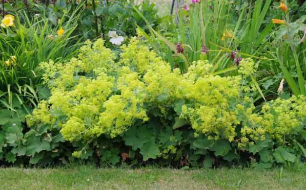 Alchemilla mollis