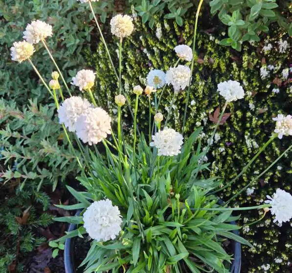 Armeria pseudarmeria 'Ballerina White'