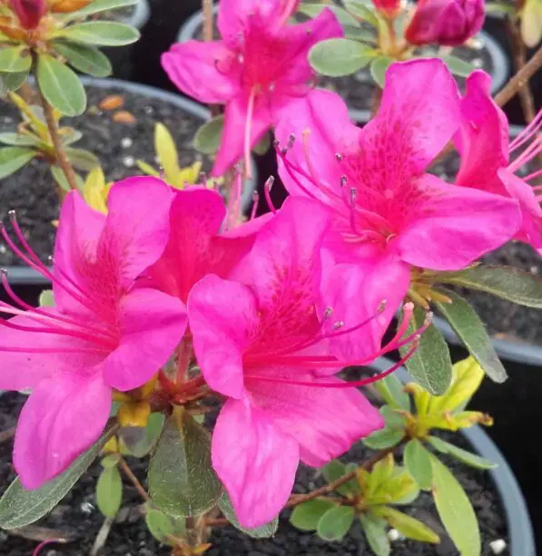 Azalea 'Purple Glitters'
