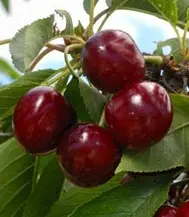 Cherry 'Lapins'