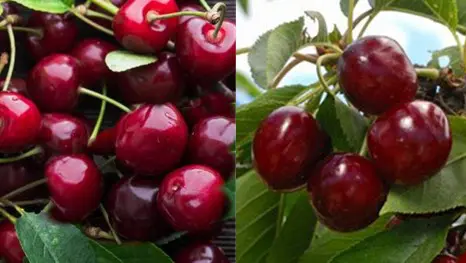 Cherry Dawson/Lapins Double worked
