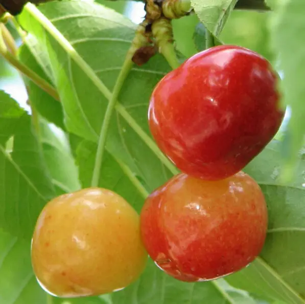 Cherry 'Rainier'