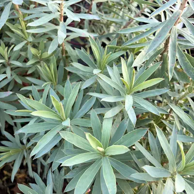 Euphorbia glauca