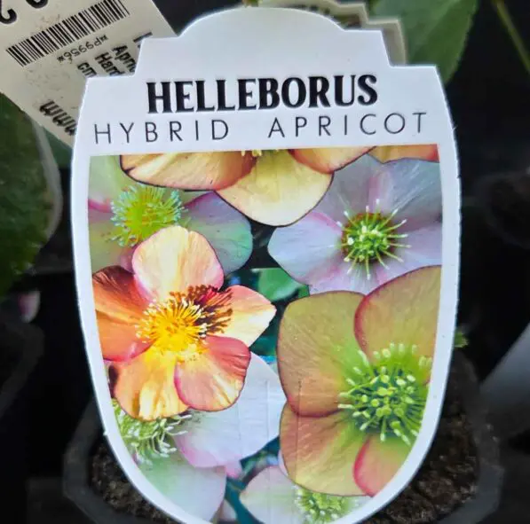 Helleborus Hybridus 'Apricot'