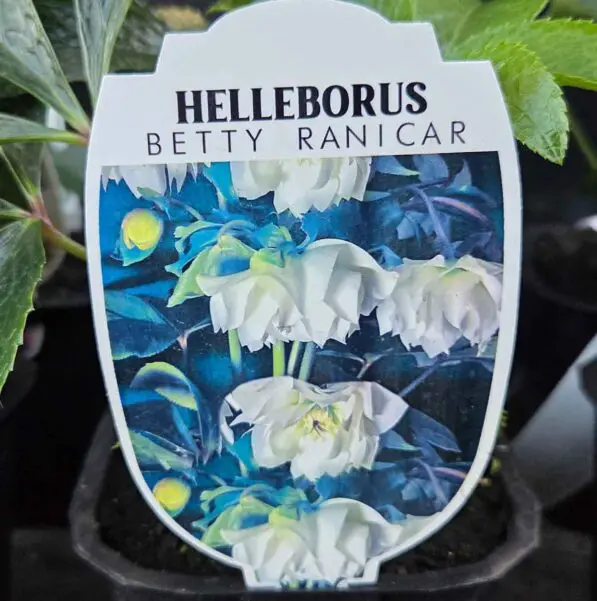 Helleborus Hybridus 'Betty Ranicar'