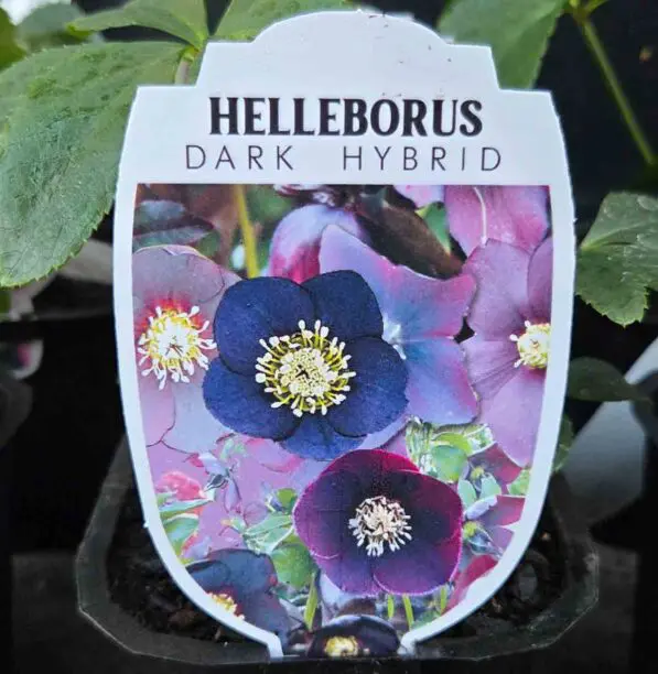 Helleborus Hybridus 'Dark'
