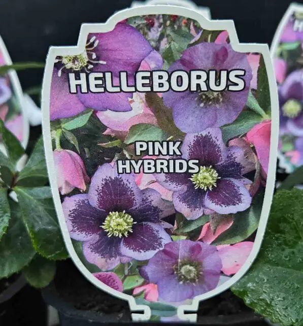 Helleborus Hybridus 'Pink'