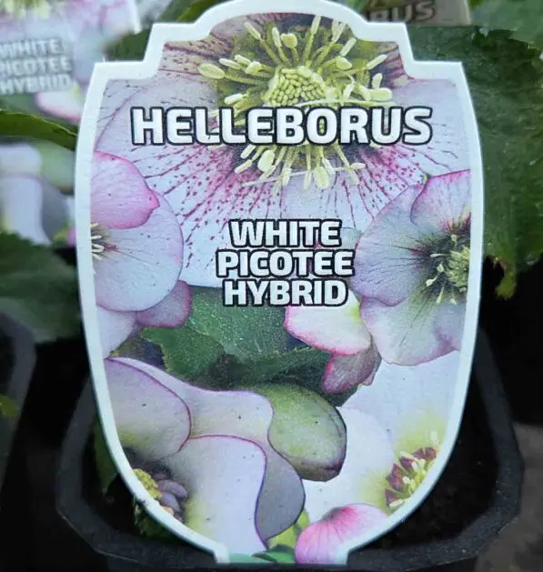 Helleborus Hybridus 'White Picotee'