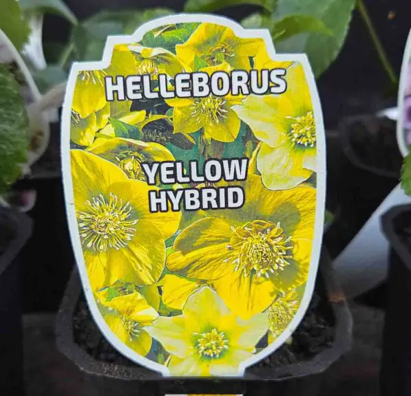 Helleborus Hybridus 'Yellow'