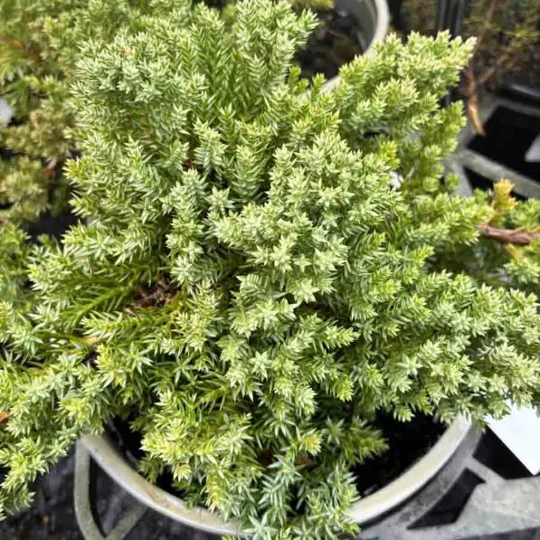Juniperus procumbens 'Nana'