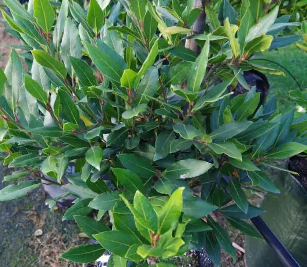 Laurus nobilis