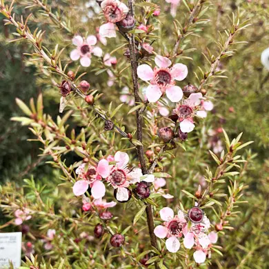Leptospermum 'Pink Beauty'