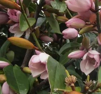 Magnolia 'Fairy Blush'