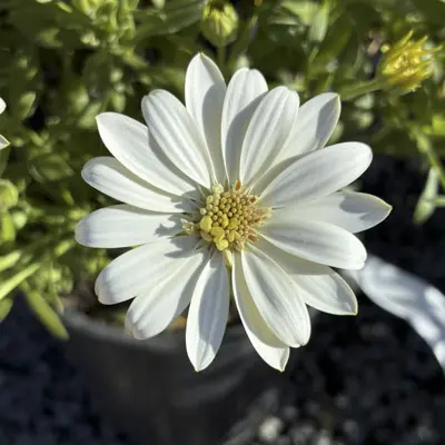 Osteospermum 'Lemon Ice'