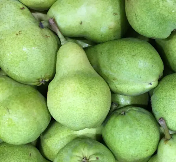 Pear 'Williams bon Chretien'