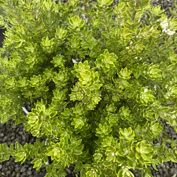 Westringia 'Grey Box'