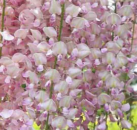 Wisteria 'Lipstick'