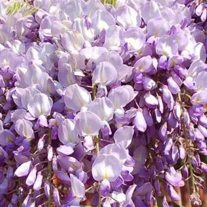 Wisteria floribunda 'Cascade'