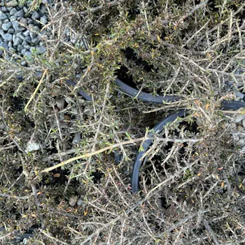 Coprosma 'Flat Freddy'