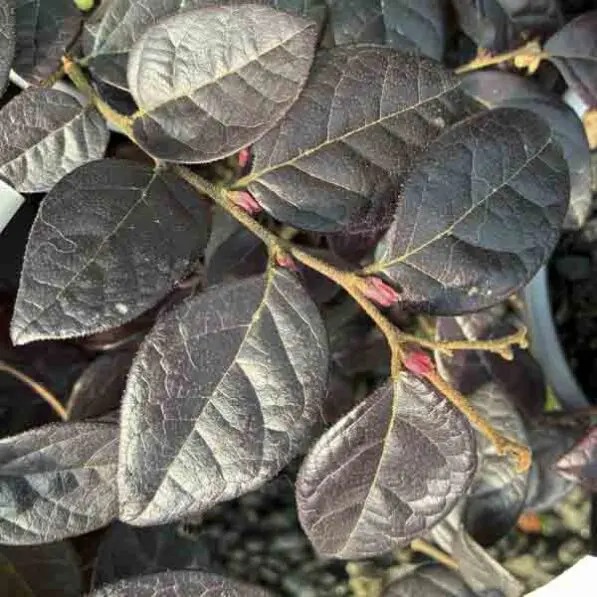 Loropetalum 'Firedance'