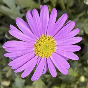 Brachyscome Brasco Purple