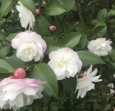 Camellia 'Cinnamon Cindy'