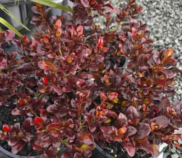 Coprosma 'Paradise Punch'