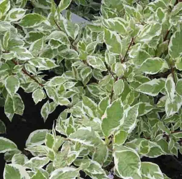 Cornus alba 'Elegantissima'