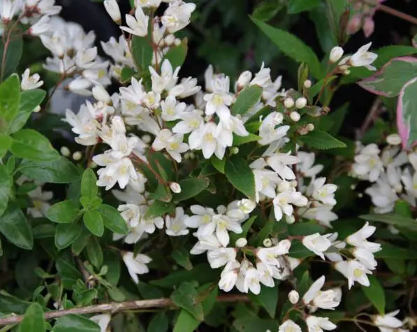 Deutzia gracilis 'Nikko'