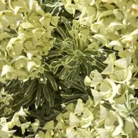 Euphorbia marginata 'Snowtops'