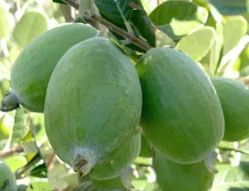 Feijoa 'Arhart'