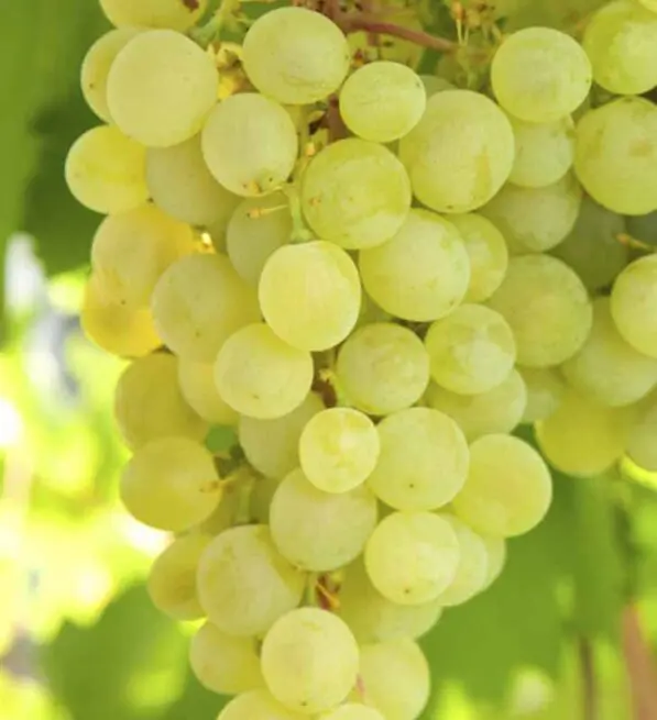 Grape 'Lakemont Seedless'