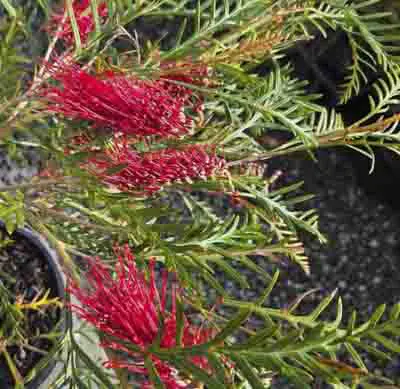 Grevillea hookeriana 'Robin Hood'