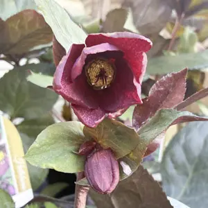 Helleborus 'Ice n Roses Merlot'