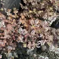 Heucherella 'Brass Lantern'