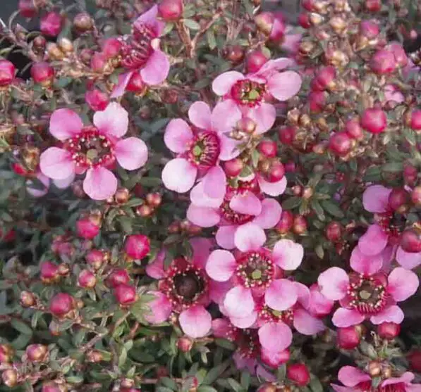 Leptospermum nanum 'Huia'