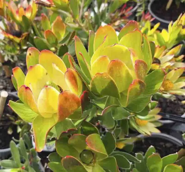Leucadendron 'Waterlilly'