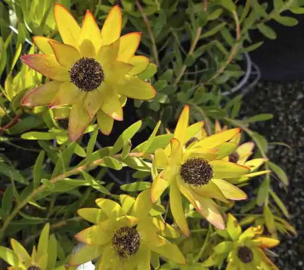 Leucadendron 'Wedding Bells'