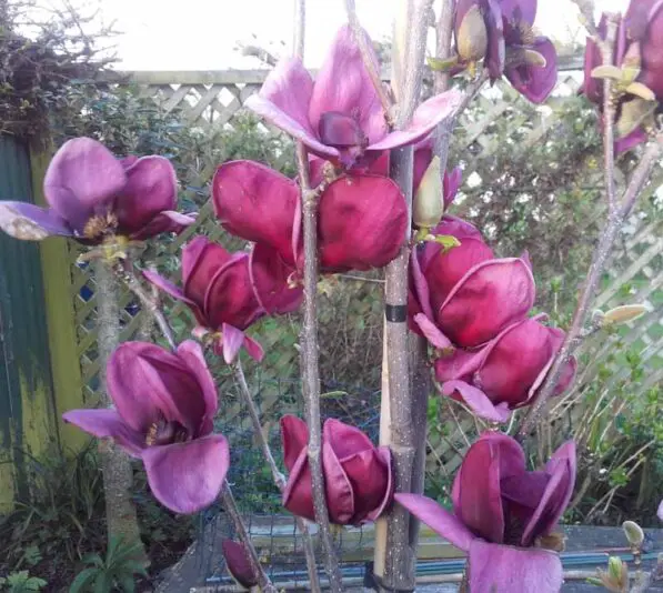 Magnolia 'Genie'