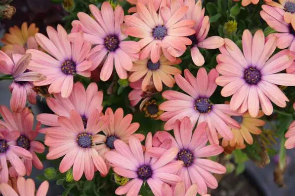 Osteospermum 'Serenity Rose Magic'