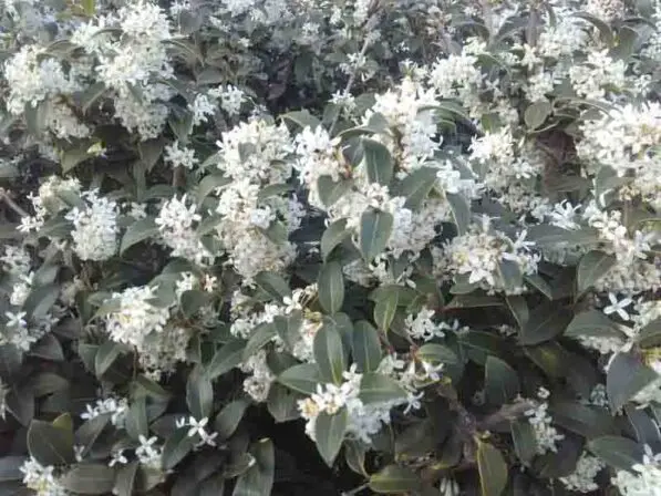 Osmanthus burkwoodii