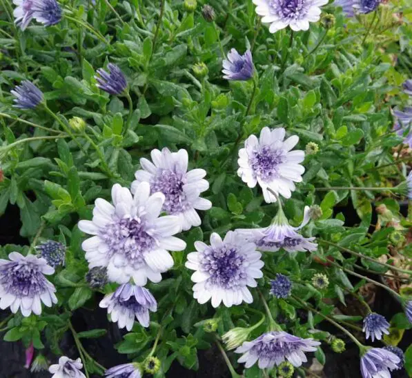Osteospermum '3D Silver'