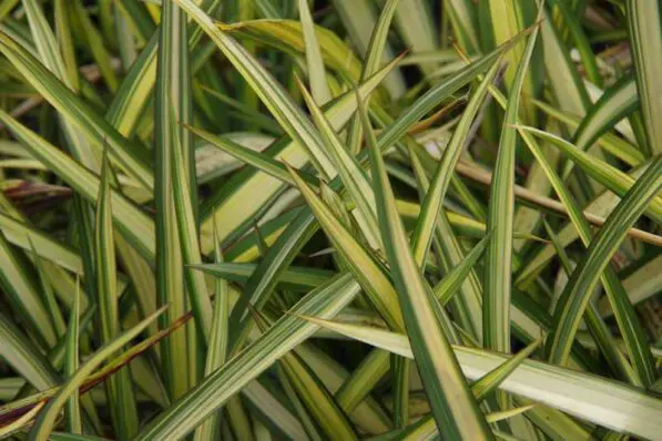 Phormium 'Cream Delight'