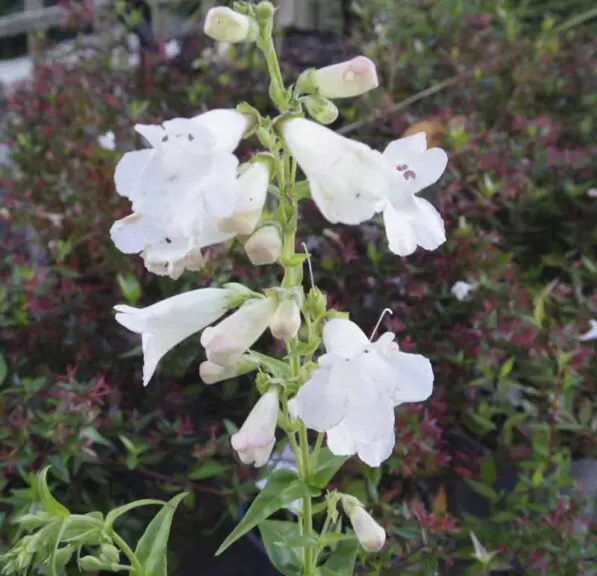 Penstemon 'White Swan'